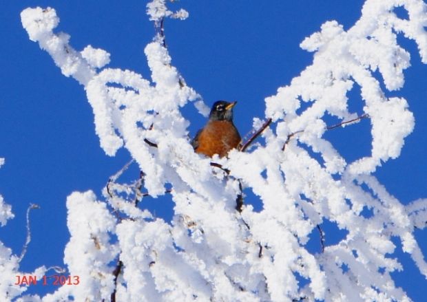 robin